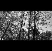 BerjonneauD1.mp4